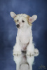 Foto №3. Chinese Crested Dog Welpe. Lettland