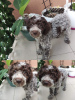 Foto №2 zu Ankündigung № 55559 zu verkaufen lagotto romagnolo - einkaufen Serbien züchter