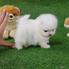 Foto №3. Teacup Pomeranian Štenci. Bosnien und Herzegowina