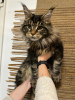 Foto №4. Ich werde verkaufen maine-coon-katze in der Stadt Kristinestad. quotient 	ankündigung - preis - 700€