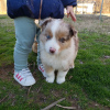 Foto №4. Ich werde verkaufen australian shepherd in der Stadt Berlin. quotient 	ankündigung - preis - verhandelt