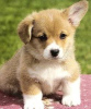 Foto №2 zu Ankündigung № 112257 zu verkaufen welsh corgi - einkaufen Deutschland quotient 	ankündigung