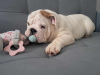 Foto №2 zu Ankündigung № 123287 zu verkaufen englische bulldogge - einkaufen Polen züchter