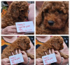 Foto №1. mischlingshund - zum Verkauf in der Stadt New York | 828€ | Ankündigung № 66755