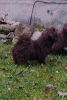 Foto №3. Schokoladen-Baby-Schoßhund. Litauen