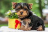 Foto №2 zu Ankündigung № 82896 zu verkaufen yorkshire terrier - einkaufen Israel 