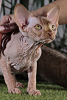 Foto №2 zu Ankündigung № 17092 zu verkaufen sphynx cat - einkaufen Ukraine vom kindergarten, züchter