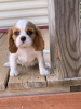 Foto №3. CAVALIER KING CHARLES SPANIEL. Großbritannien