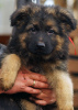 Foto №2 zu Ankündigung № 80639 zu verkaufen deutscher schäferhund - einkaufen USA quotient 	ankündigung, züchter