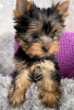 Foto №1. yorkshire terrier - zum Verkauf in der Stadt Hannover | 265€ | Ankündigung № 43027