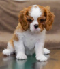 Foto №1. cavalier king charles spaniel - zum Verkauf in der Stadt Berlin | 1000€ | Ankündigung № 95860