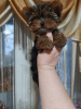 Foto №1. yorkshire terrier - zum Verkauf in der Stadt Антверпен | 650€ | Ankündigung № 30034