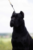 Foto №1. Paarung Service - züchten: cane corso italiano. Preis - verhandelt