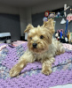 Foto №4. Ich werde verkaufen yorkshire terrier in der Stadt New York. quotient 	ankündigung, züchter - preis - 284€