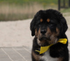 Zusätzliche Fotos: Tibetan Mastiff Welpen