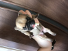 Foto №1. französische bulldogge - zum Verkauf in der Stadt Kropivnitsky | 303€ | Ankündigung № 10733