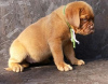 Foto №2 zu Ankündigung № 103483 zu verkaufen dogue de bordeaux - einkaufen Deutschland 