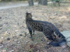 Zusätzliche Fotos: Paarung einer Bengalkatze