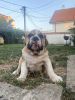 Foto №3. Englische Bulldogge. Serbien