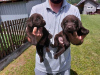 Foto №3. Labrador Retriever, schokoladenbrauner Wurf. Serbien