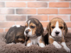 Foto №3. Gesunde süße Beagle-Welpen jetzt verfügbar. Deutschland