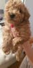 Foto №2 zu Ankündigung № 9979 zu verkaufen mischlingshund, pudel (toy) - einkaufen Russische Föderation quotient 	ankündigung