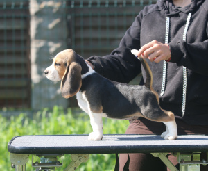 Foto №3. Schöner Junge. Beagle. Weißrussland