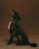 Foto №1. mischlingshund - zum Verkauf in der Stadt Москва | Frei | Ankündigung № 90682