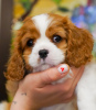 Foto №3. Süßes Mädchen Cavalier King Charles Spaniel Amelie. Deutschland