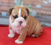 Foto №1. englische bulldogge - zum Verkauf in der Stadt Perth | 426€ | Ankündigung № 80053