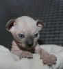 Foto №4. Ich werde verkaufen sphynx-katze in der Stadt Tel Aviv. vom kindergarten - preis - 903€