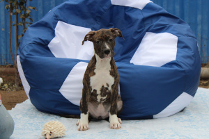 Foto №3. Welpen des American Staffordshire Terrier. Russische Föderation