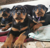 Zusätzliche Fotos: Rottweiler-Welpen möchten ihre neuen Besitzer kennenlernen