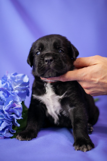 Zusätzliche Fotos: Wunderschöne Welpen Cane Corso