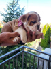 Foto №2 zu Ankündigung № 110796 zu verkaufen englische bulldogge - einkaufen Serbien 