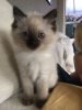 Foto №2 zu Ankündigung № 96937 zu verkaufen ragdoll-katze - einkaufen Deutschland quotient 	ankündigung, vom kindergarten