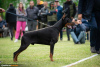 Zusätzliche Fotos: Dobermann-Welpen