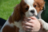 Foto №1. cavalier king charles spaniel - zum Verkauf in der Stadt Chocianów | 2885€ | Ankündigung № 24582