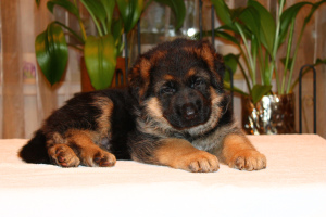 Foto №2 zu Ankündigung № 3790 zu verkaufen deutscher schäferhund - einkaufen Russische Föderation quotient 	ankündigung