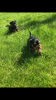 Zusätzliche Fotos: Yorkshire-Terrier-Welpen für ein liebevolles Zuhause