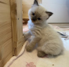 Foto №1. ragdoll-katze - zum Verkauf in der Stadt München | 241€ | Ankündigung № 103837