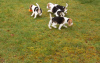 Foto №3. Wunderschöne Beagle-Welpen zu verkaufen. Niederlande