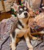Foto №1. siberian husky - zum Verkauf in der Stadt Cherson | 200€ | Ankündigung № 8522