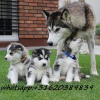 Foto №1. siberian husky - zum Verkauf in der Stadt Sakai | Frei | Ankündigung № 51329