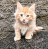 Foto №2 zu Ankündigung № 96905 zu verkaufen maine-coon-katze - einkaufen USA quotient 	ankündigung