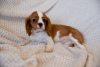 Foto №2 zu Ankündigung № 43858 zu verkaufen cavalier king charles spaniel - einkaufen Tschechische Republik quotient 	ankündigung