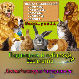Foto №3. Tierwelt auf Instagram. Russische Föderation