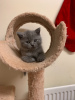 Foto №3. Britische Kurzhaar-Kätzchen jetzt zur Adoption freigegeben. Australien