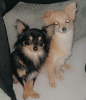 Foto №3. 2 reinrassige Langhaar-Chihuahuas. USA
