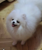 Foto №3. Sale of premium bear-type Pomeranians. Serbien